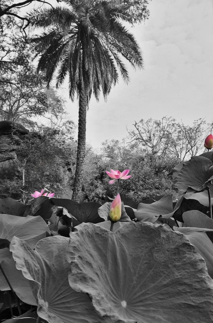 lotus flowes