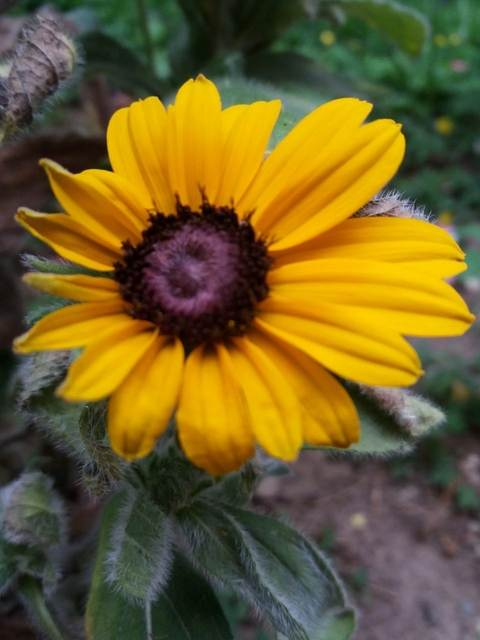 wildflower, petal壁紙