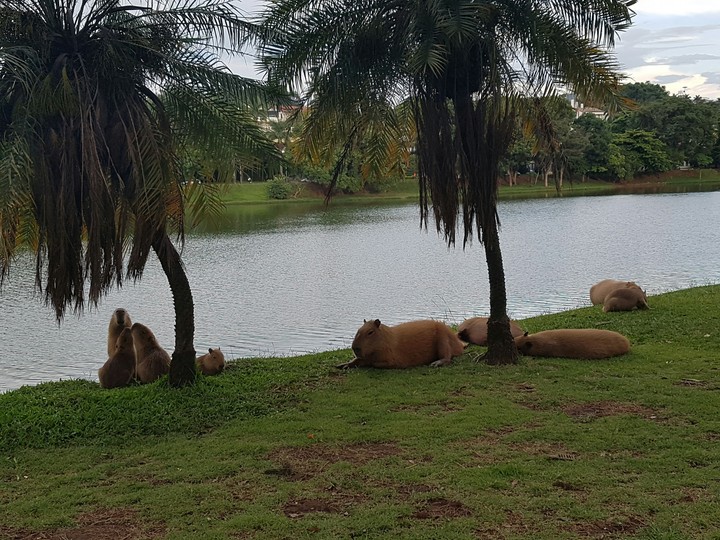 Lagoa da Pampulha (Capivaras)