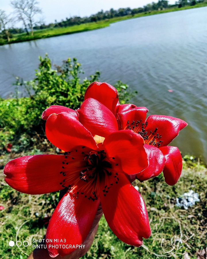 beautiful flowers