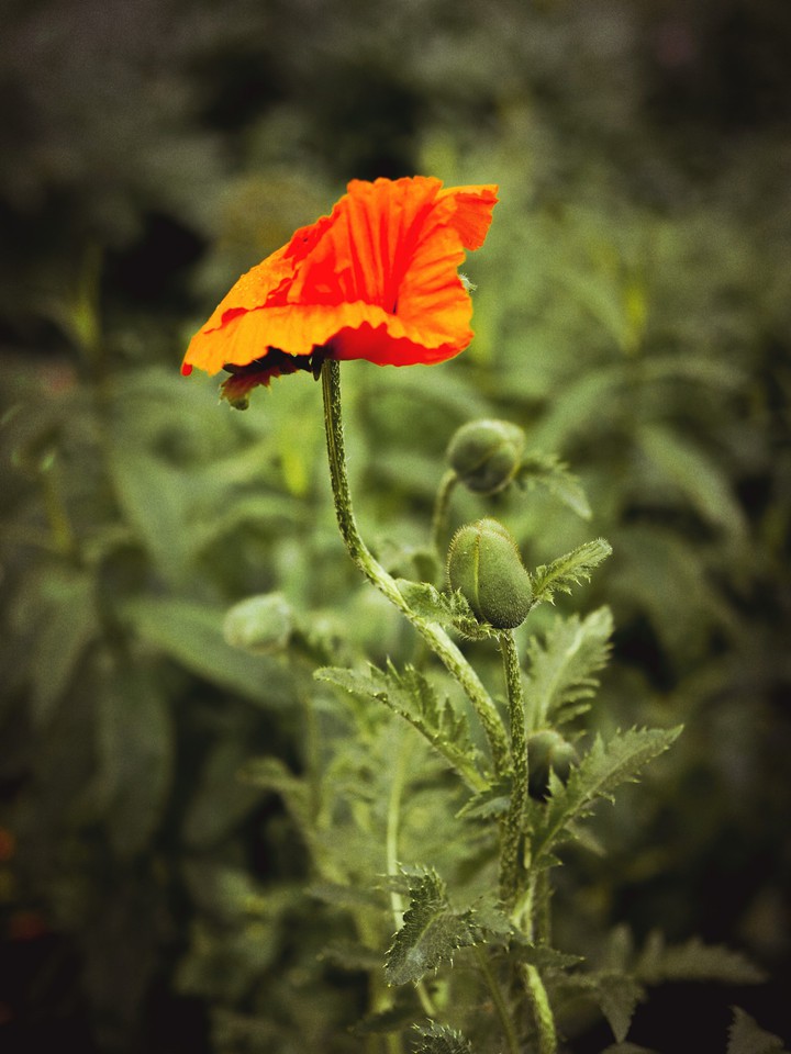 poppy