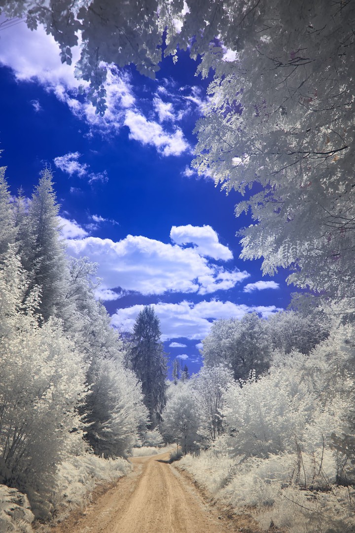 Forest way