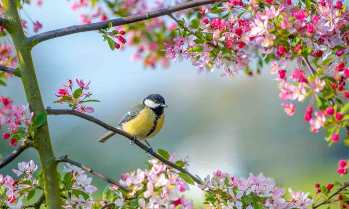 Bird