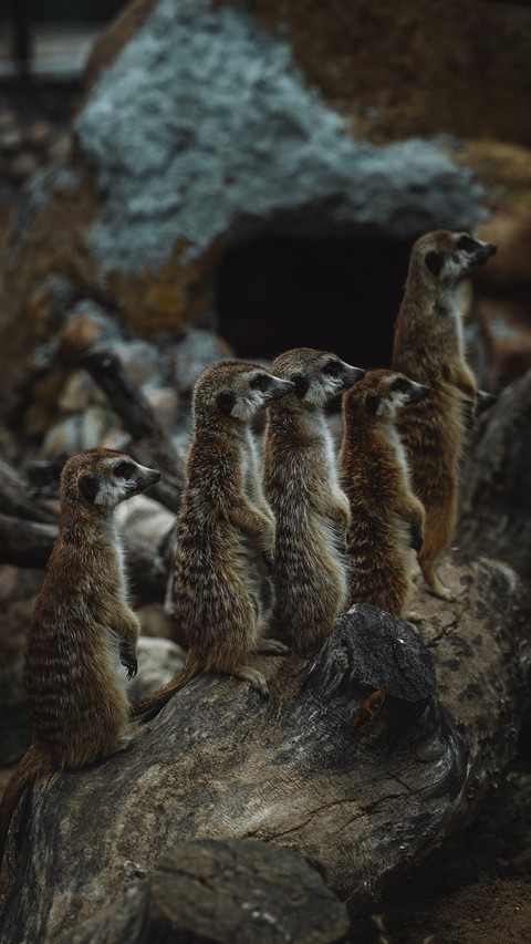шпалери mustelids, whiskers