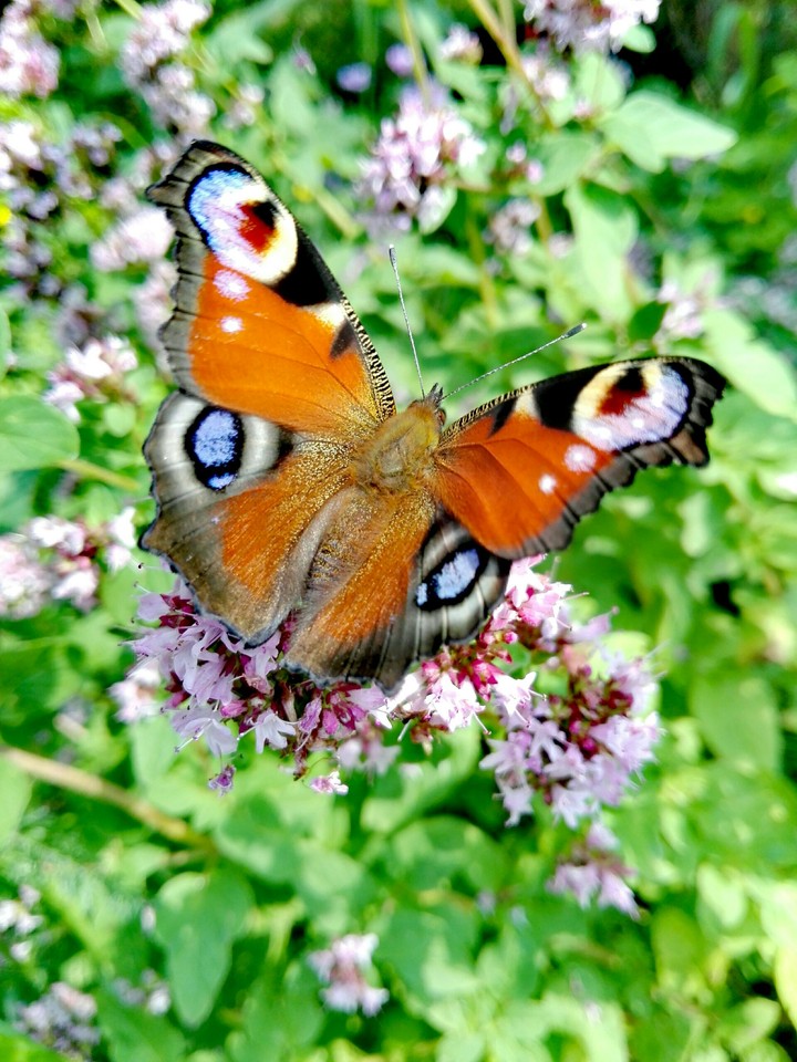 butterfly