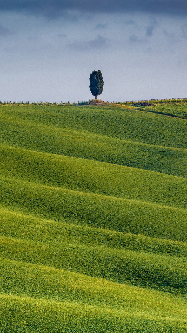 tree