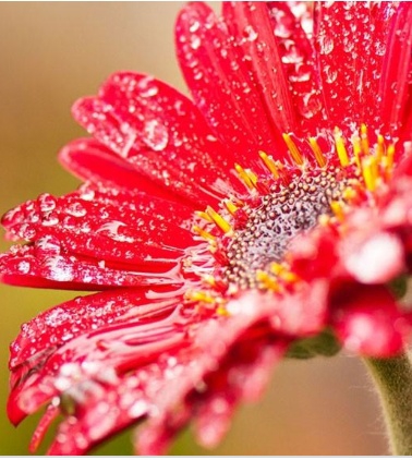 flower beatiful