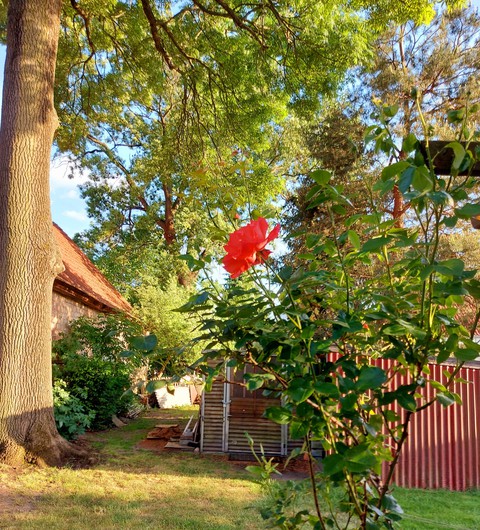 Rose im Abendlicht