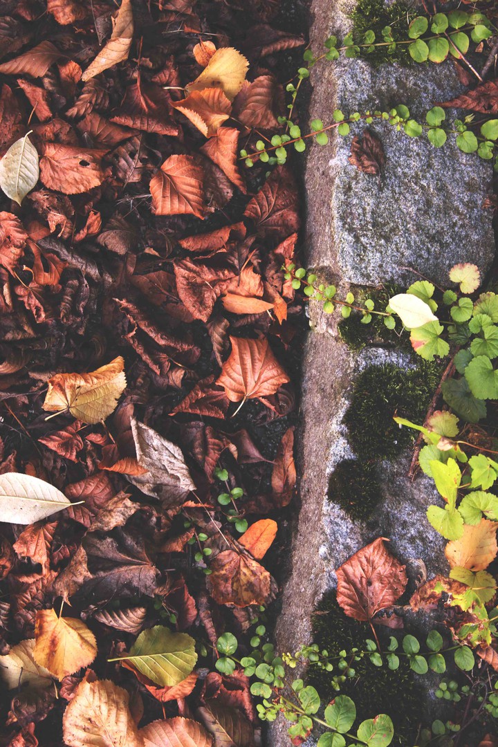 autumn