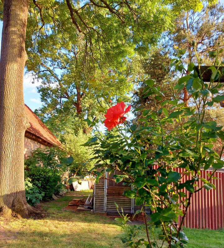 Rose im Abendlicht