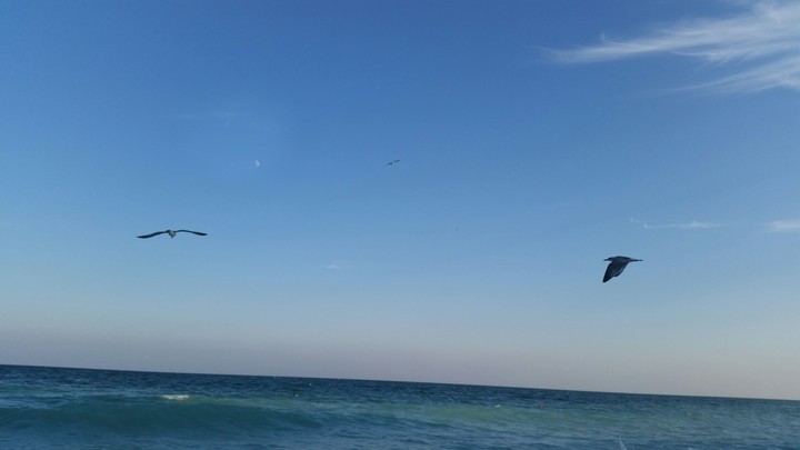 Seabird