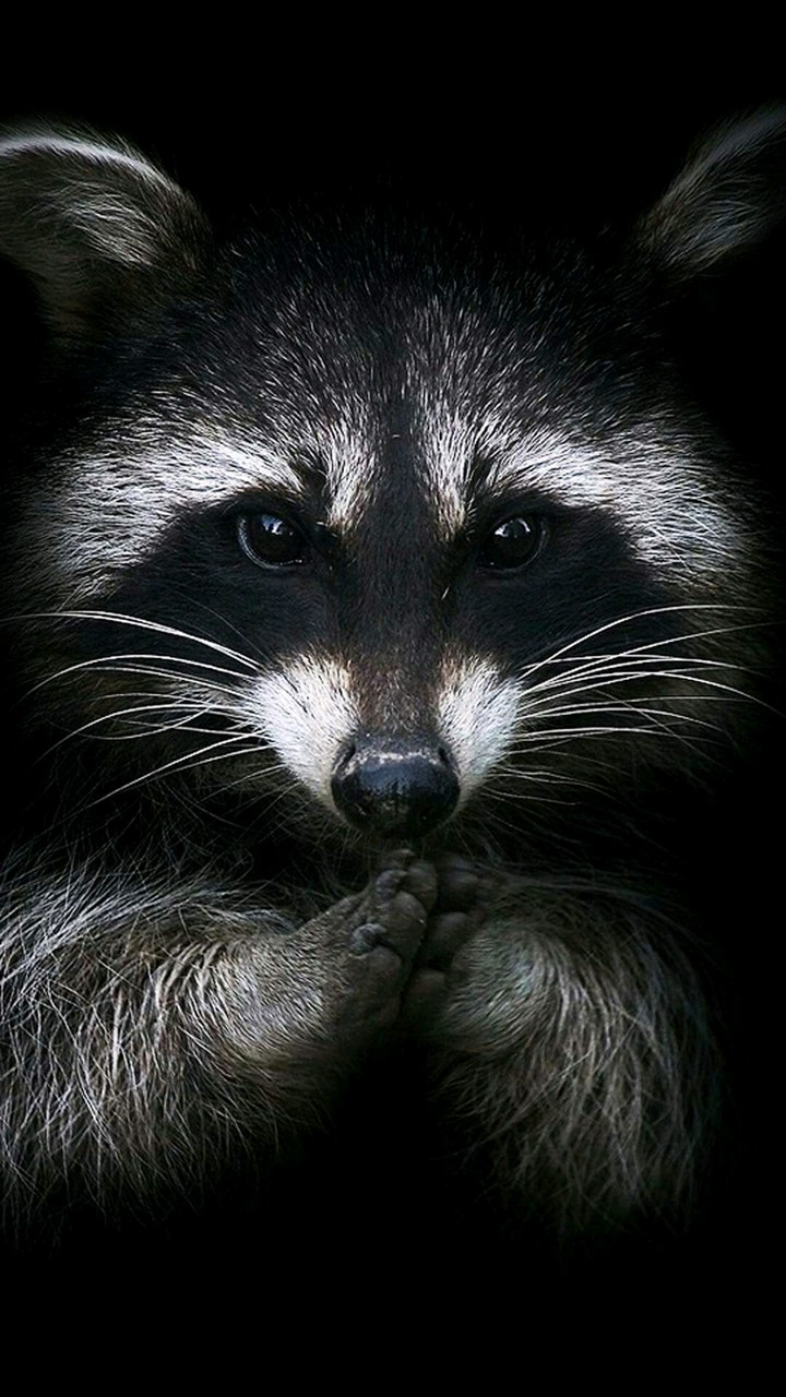 say sorry