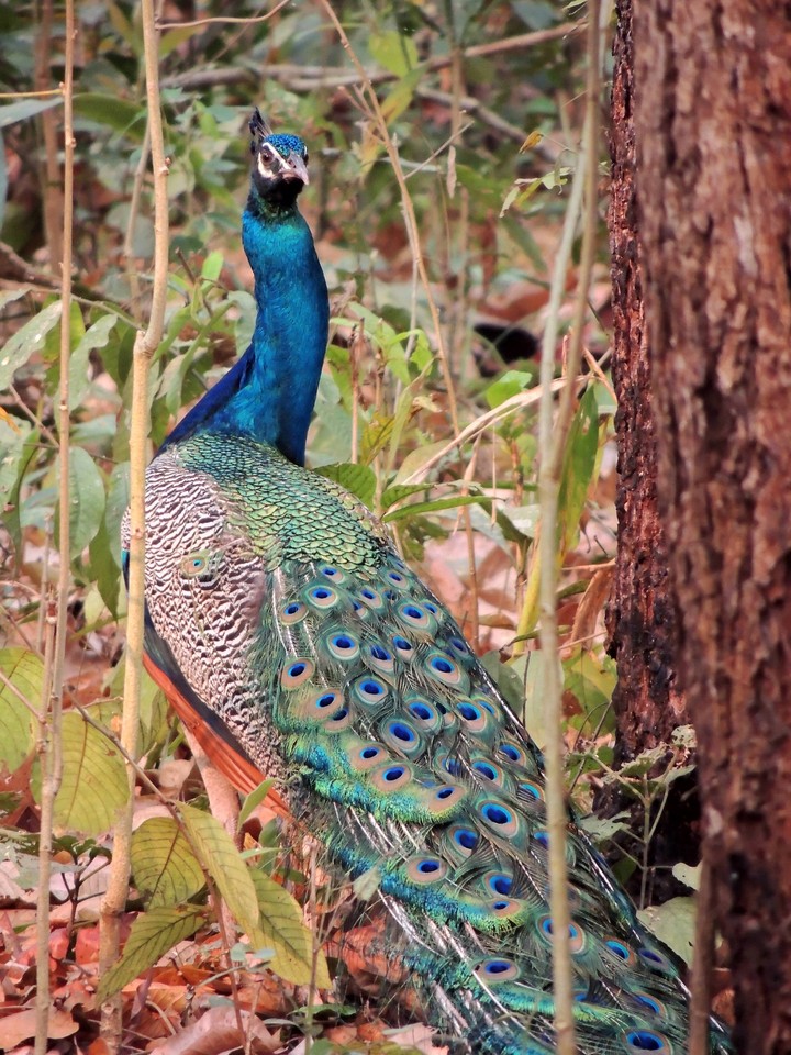 Peacock