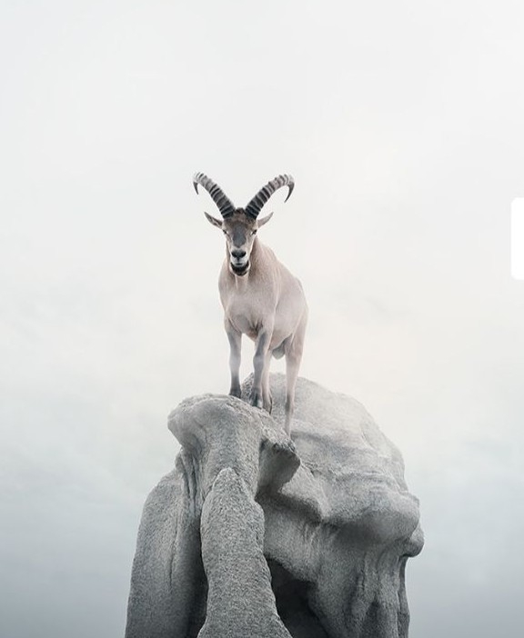 ungulate
