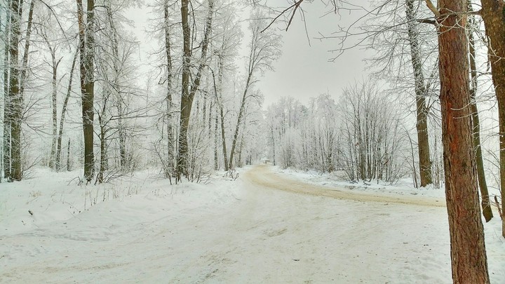 Зимний лес