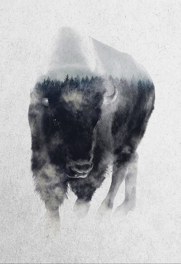 Bison