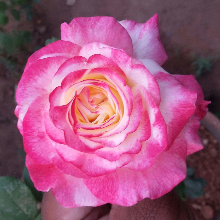 pink yellow rose