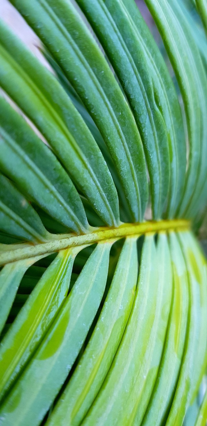" Palm " By Galaxy Note 8