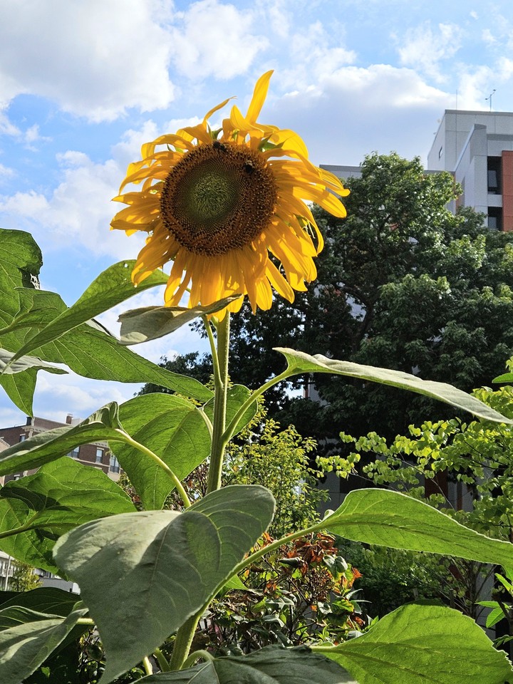 sfondi flower, Plantation