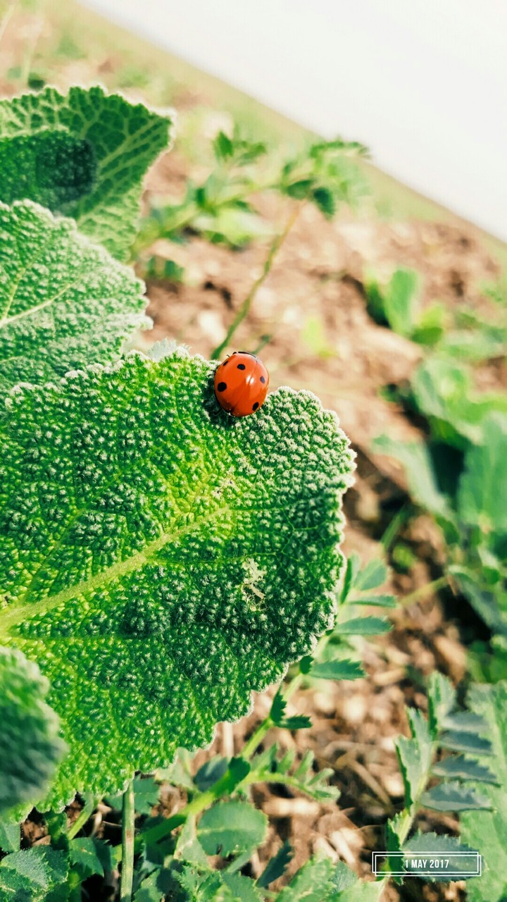 ladybird