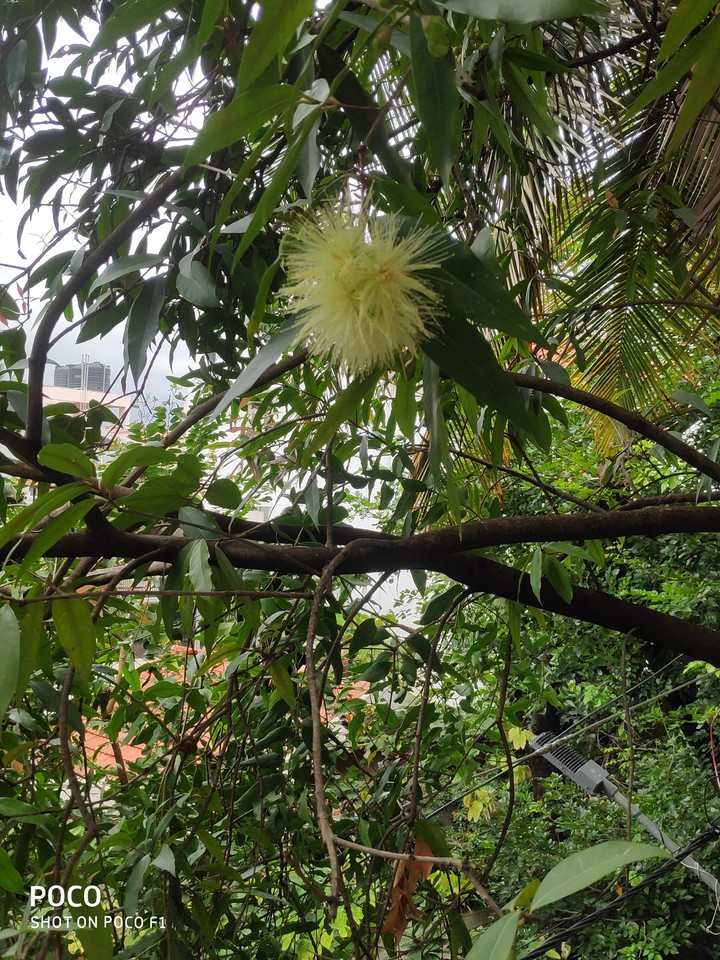 Flower