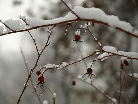 Dog-rose in the snow