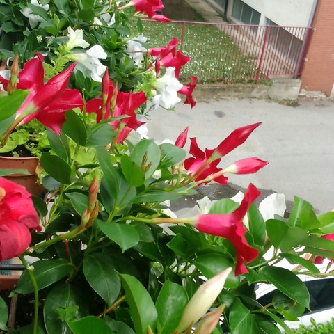 #flora # terrazzo #fiorito