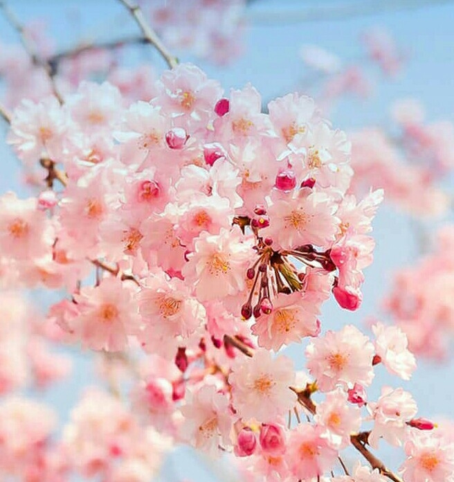Flora