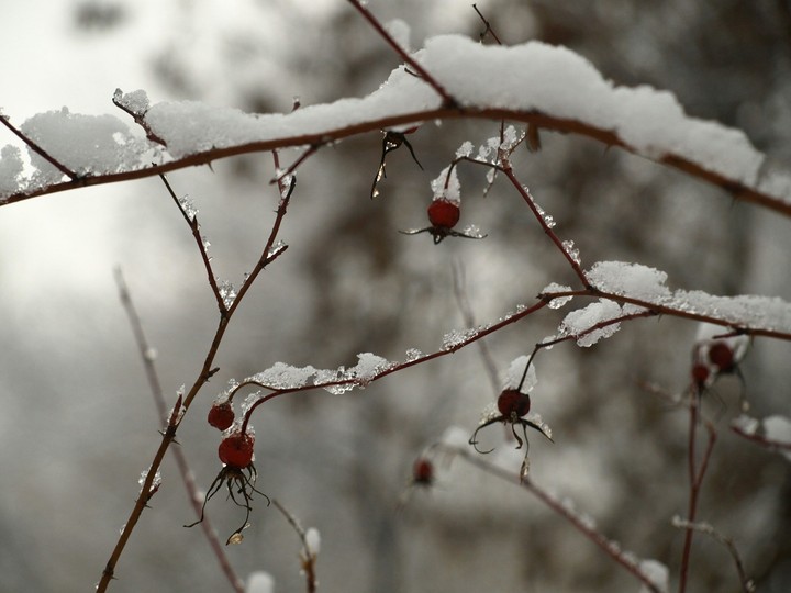Dog-rose in the snow