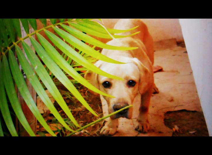 Dog hide and seek