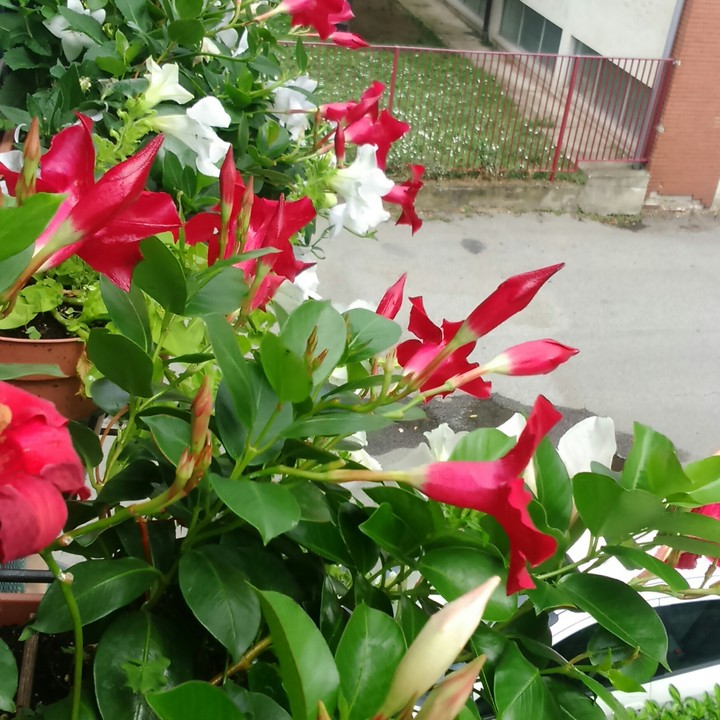 #flora # terrazzo #fiorito