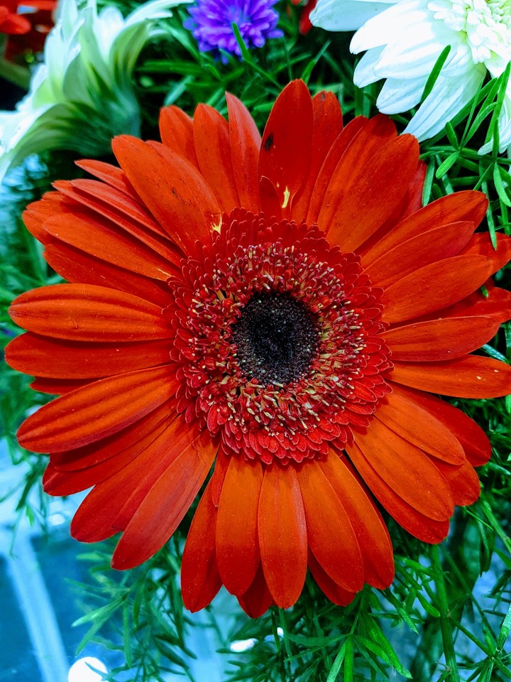 Red flower