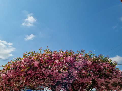 하늘과꽃
