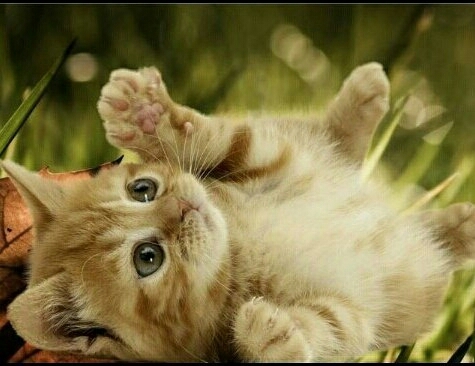 cat