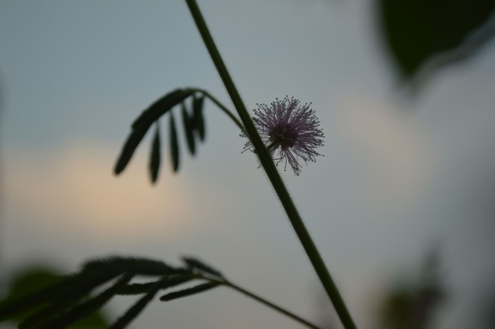 galaxy flower