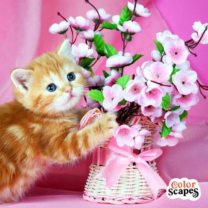 котёнок