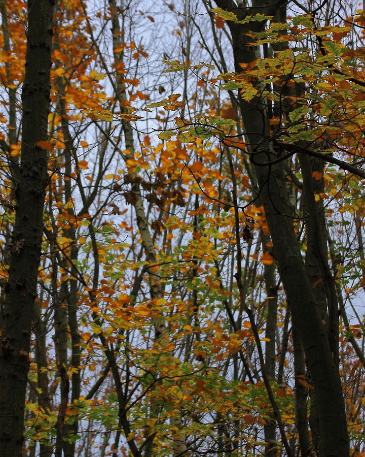 Much leaves