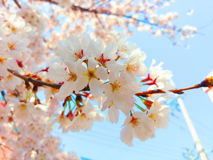 cherry blossoms