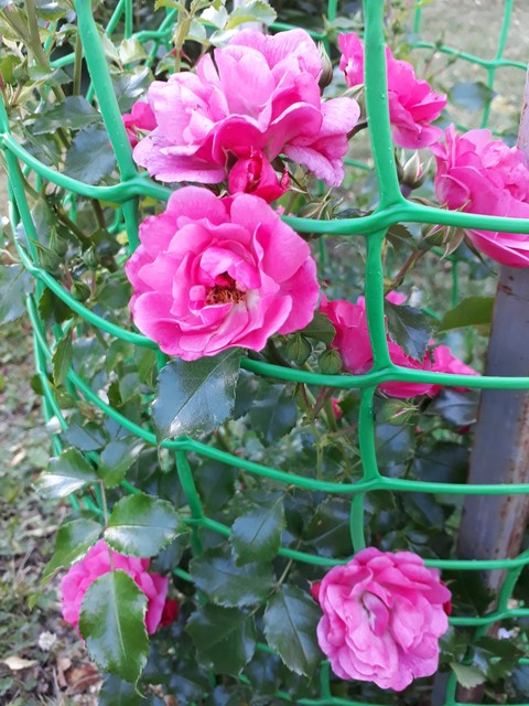 beautiful roses
