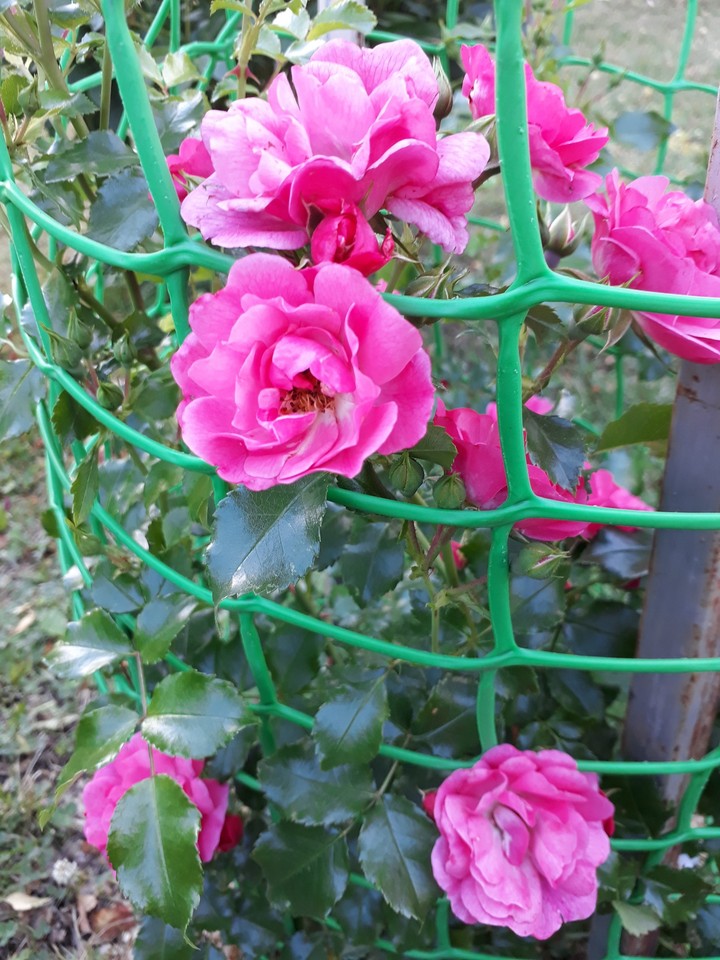 beautiful roses