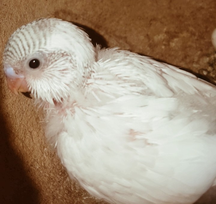 baby parrot