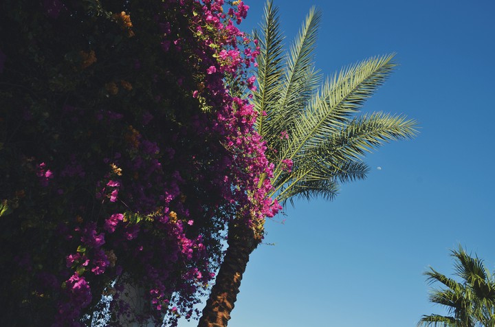 palm and flower
