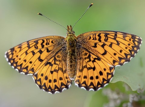 arthropod, butterfly achtergronden