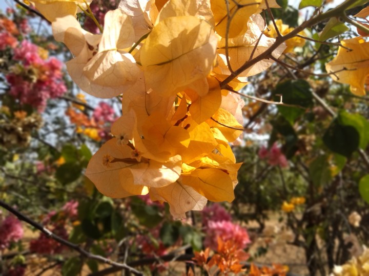 flowers