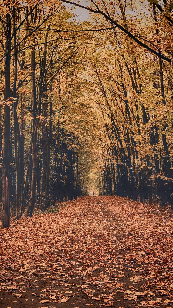 autumn