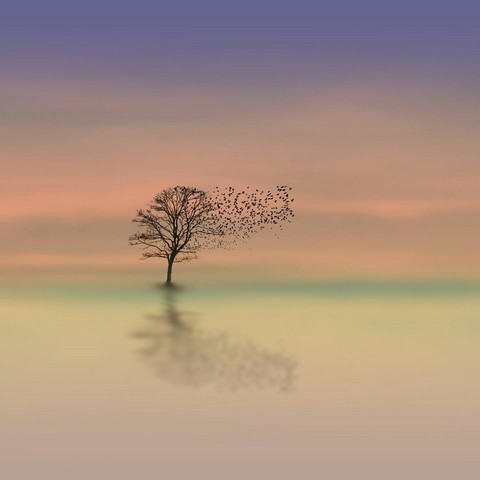 tree