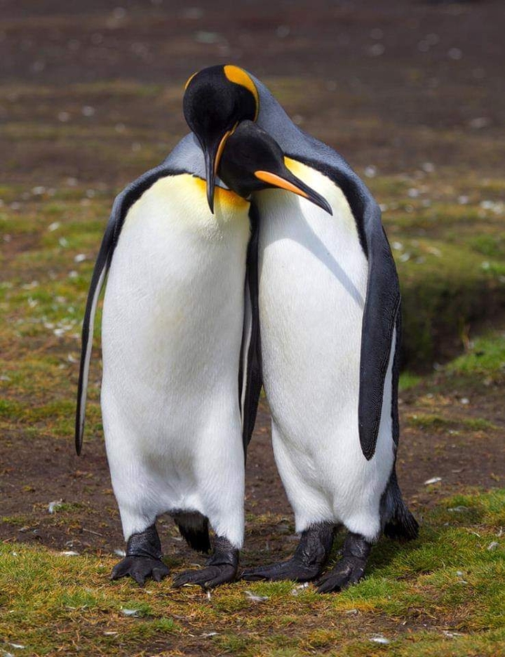 natural love...