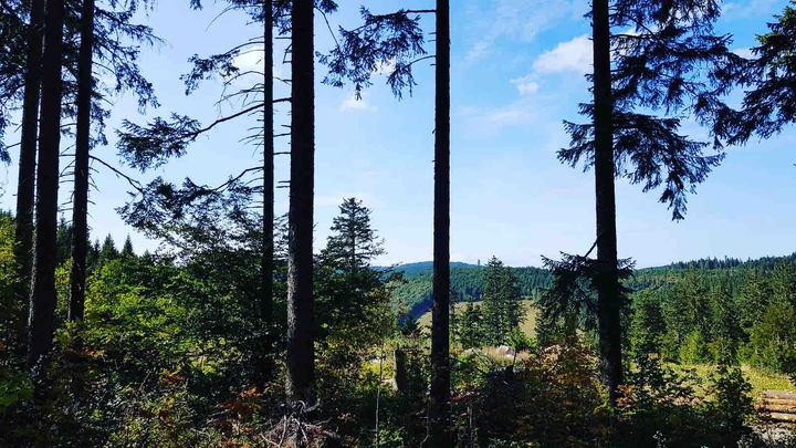 black forest Germany