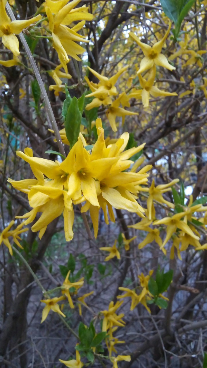Yellow blossom