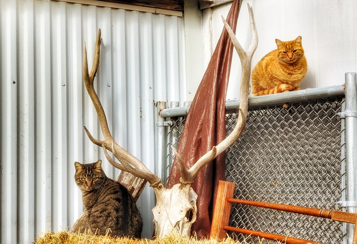 Redneck feral barn catz.